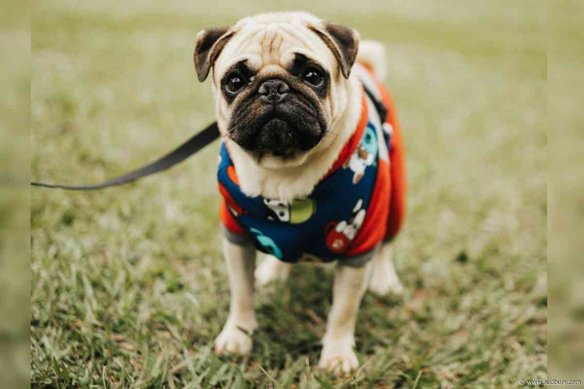 New lighting, accessible path added at South End Dog Park