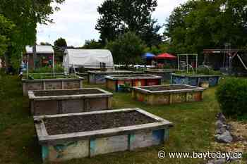 North Bay garden hub opens on Algonquin Avenue, growing food and community