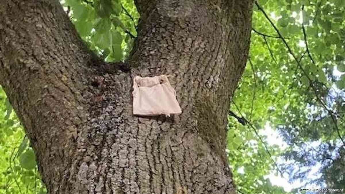 Zakjes in bomen en honden in het water: dit gebeurde vandaag