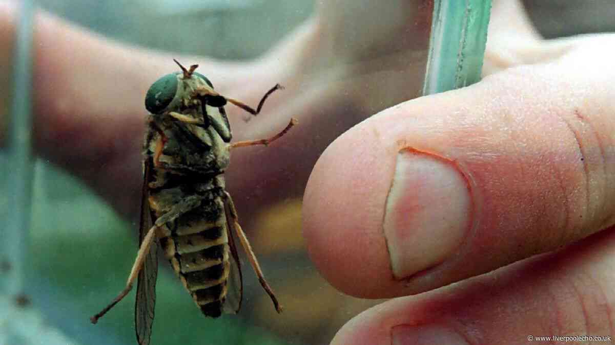 Summer heat brings surge in horseflies - here's what you need to know
