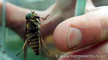 Summer heat brings surge in horseflies - here's what you need to know