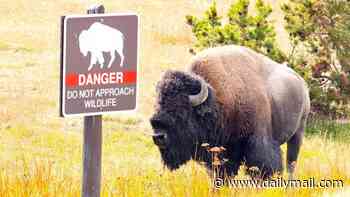 Boy, 12, is rushed to hospital after being attacked by bison in Yellowstone National Park