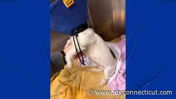 Puppy wrapped in garbage bag found abandoned in East Windsor dumpster