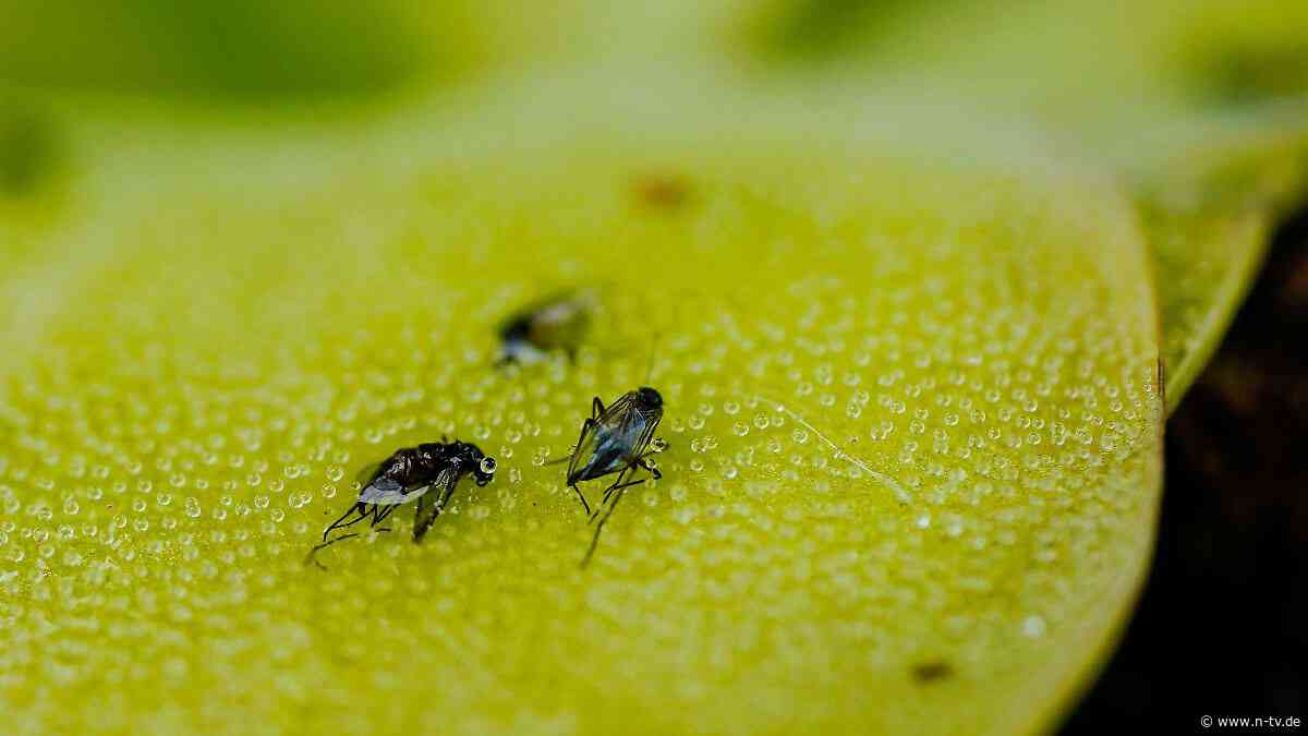 Lästige Insekten im Sommer: Fleischfressende Pflanzen? Das hilft gegen Fruchtfliegen
