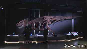 ‘A mix of dog breath with rotten meat’: exhibit recreates what T. rex's breath might have smelled like