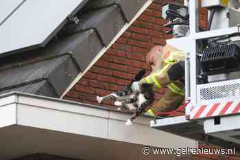 Brandweer haalt kat van dak woning