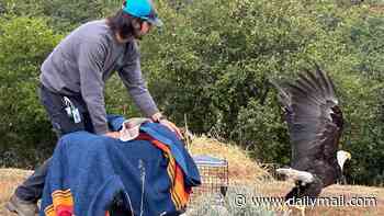Bald eagle flies free just in time for America's 250th birthday - six months after being electrocuted