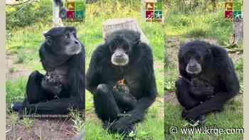 Siamang gibbon cares for baby bird found in enclosure at ABQ BioPark