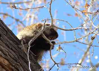 Porcupines commonly found in the Bosque act as pollinators