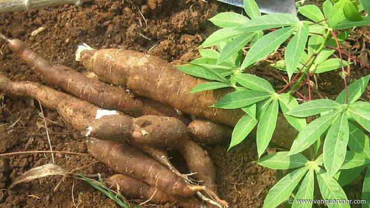 Nigeria’s cassava boom needs an industrial leap