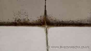 'Most effective' method to vanish black mould from your bathroom with a £1 product
