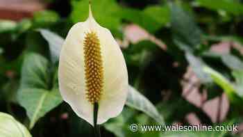 Peace lilies flower at 'almost any time of year' if you do 1 task that makes them thrive