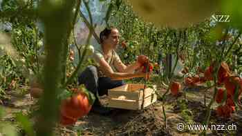 Tomaten, wir müssen reden: Können Pflanzen hören und sprechen?