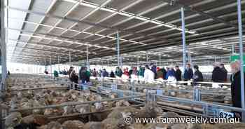 WA mutton record smashed three times in one day at Katanning saleyards