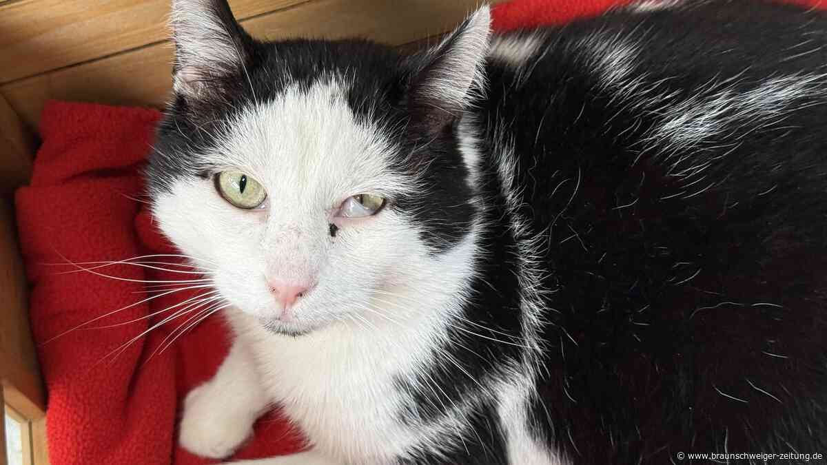 Niemand vermisst Condor aus Salzgitter: Dabei ist der Kater ein wahrer Schatz