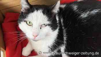 Niemand vermisst Condor aus Salzgitter: Dabei ist der Kater ein wahrer Schatz