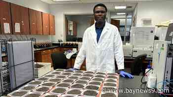 UF student studies alternatives to synthetic fertilizers in crop fields