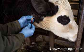 Mandatory blood tests to target severe bovine TB outbreaks in NI