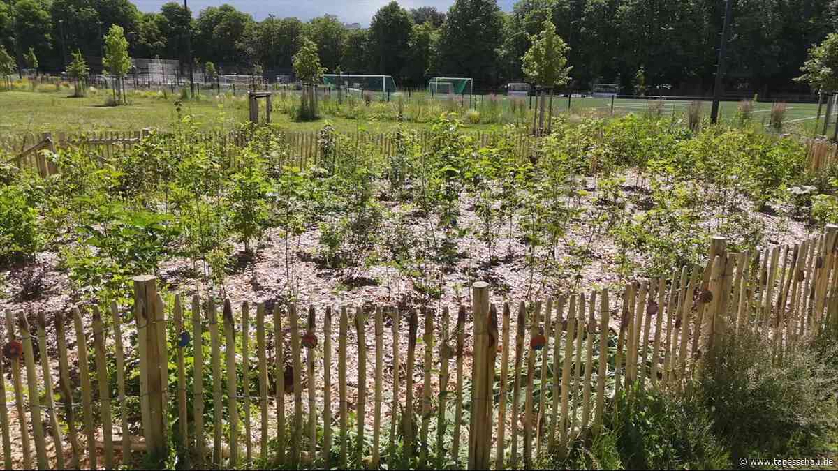 Tiny Forests: Kleine Wälder - große Wirkung?