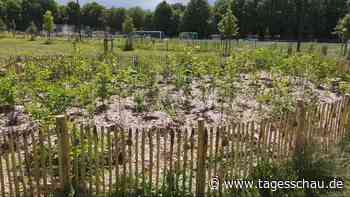 Tiny Forests: Kleine Wälder - große Wirkung?