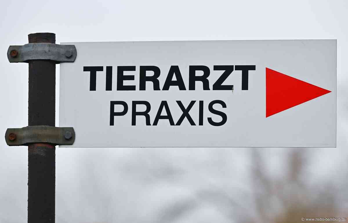 Kater mit Luftgewehr angeschlossen