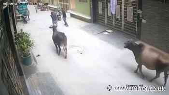 Boy mauled by a stray cow in New Delhi as two men risk lives to save him