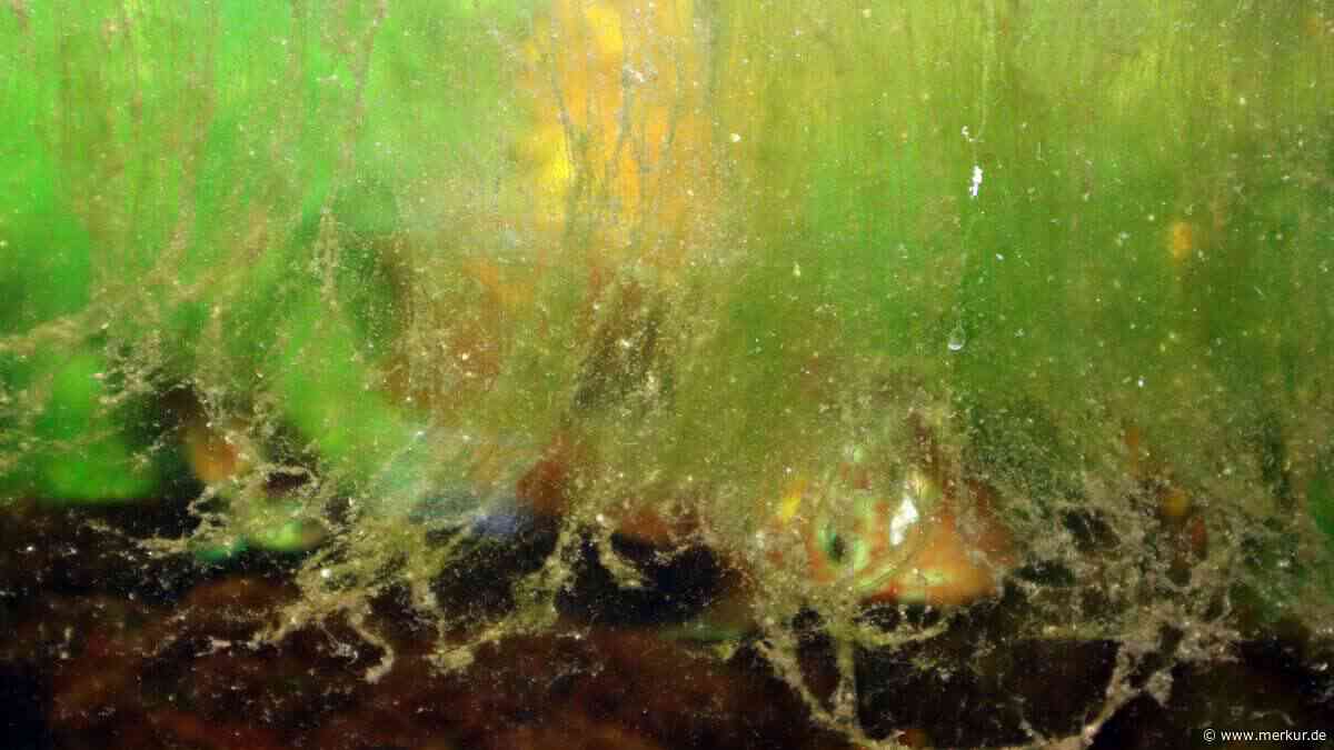 Haaralgen im Aquarium: Die unterschätzte Gefahr für Ihre Fische und was Sie jetzt tun können