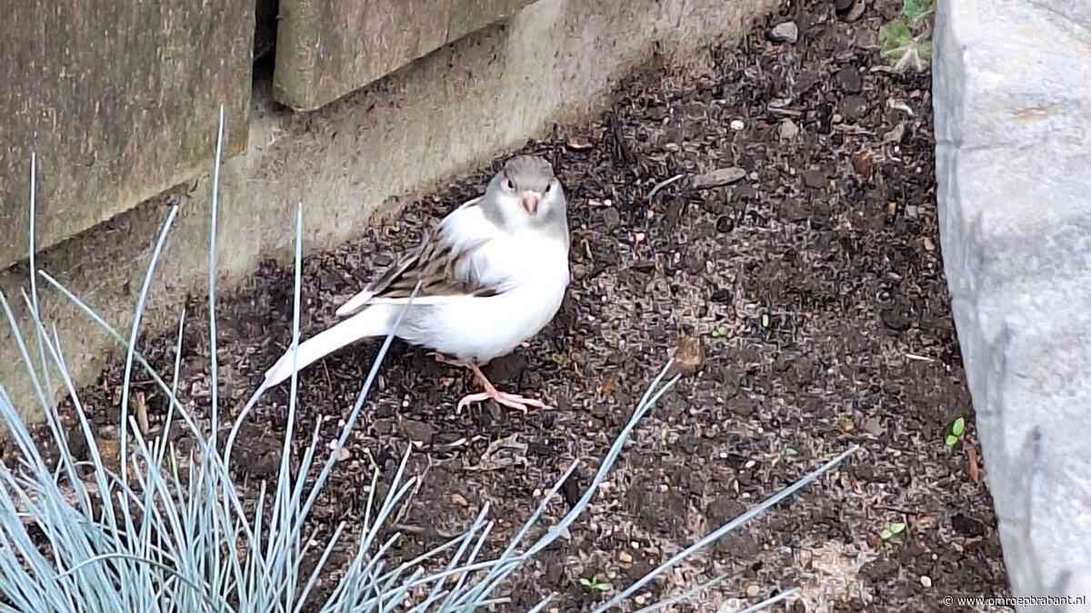 De overlevingskans van deze vogel is minimaal, Frans legt uit waarom