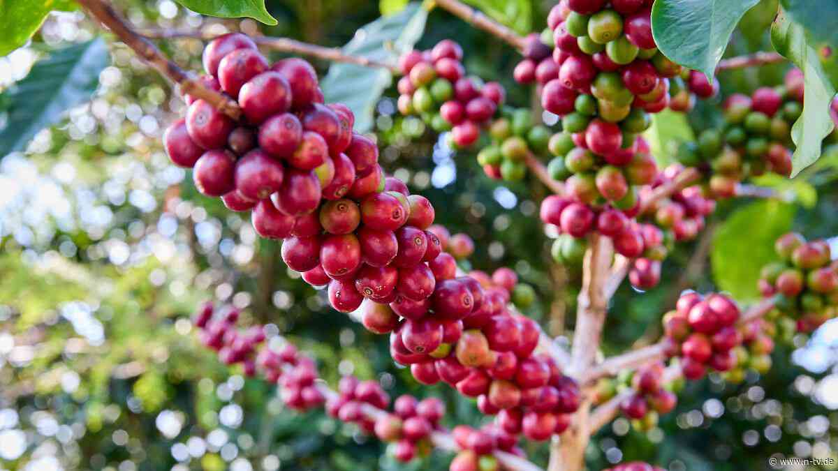 Jacobs, Lavazza und Co.: Kaffee wird im Supermarkt wieder billiger