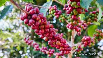 Jacobs, Lavazza und Co.: Kaffee wird im Supermarkt wieder billiger