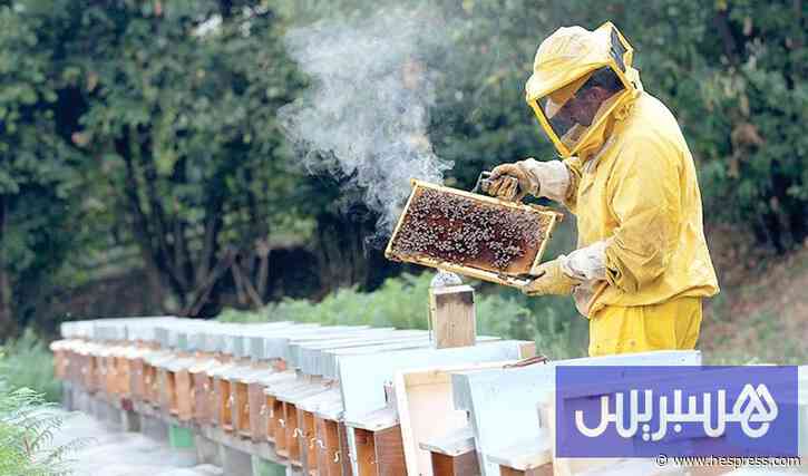 نحالو المغرب يستعدون للانتقال نحو "المراع