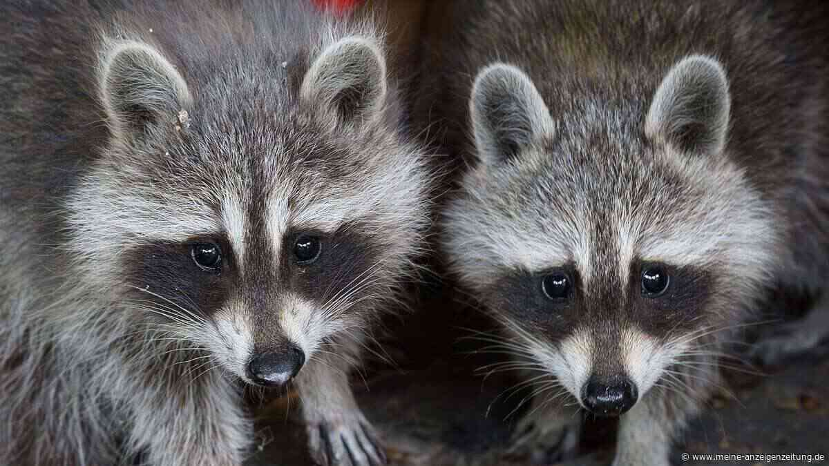 BUND-Expertin: Diese Dinge machen Ihren Garten zum Waschbär-Paradies