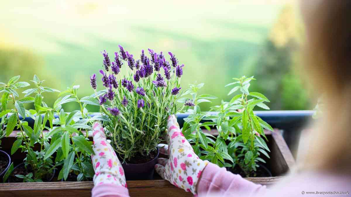 Monty Don's easy 5-minute lavender job keeps plants thriving for years