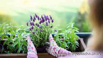 Monty Don's easy 5-minute lavender job keeps plants thriving for years