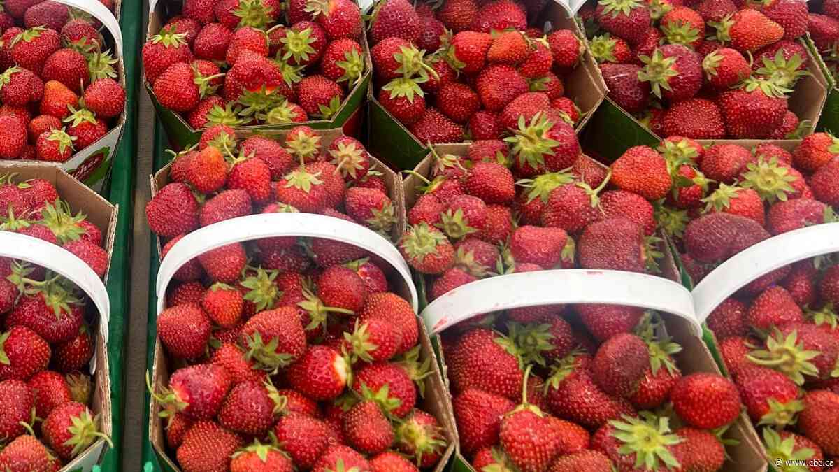 How Quebec’s wet weather could mean sweeter and cheaper berries