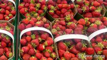 How Quebec’s wet weather could mean sweeter and cheaper berries