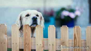 'My neighbour says garden makes her dog unhappy and wants me to change it'