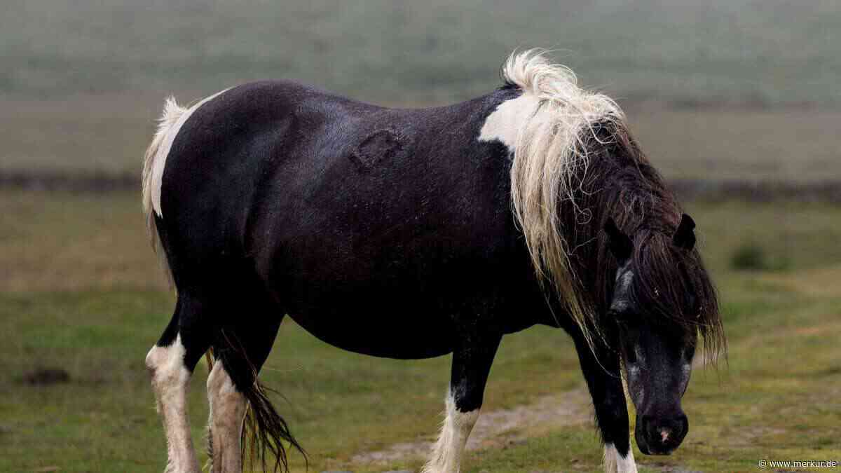 Warum dieser umstrittene Plan die Lösung für Dartmoor-Ponys sein soll