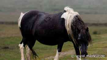 Warum dieser umstrittene Plan die Lösung für Dartmoor-Ponys sein soll