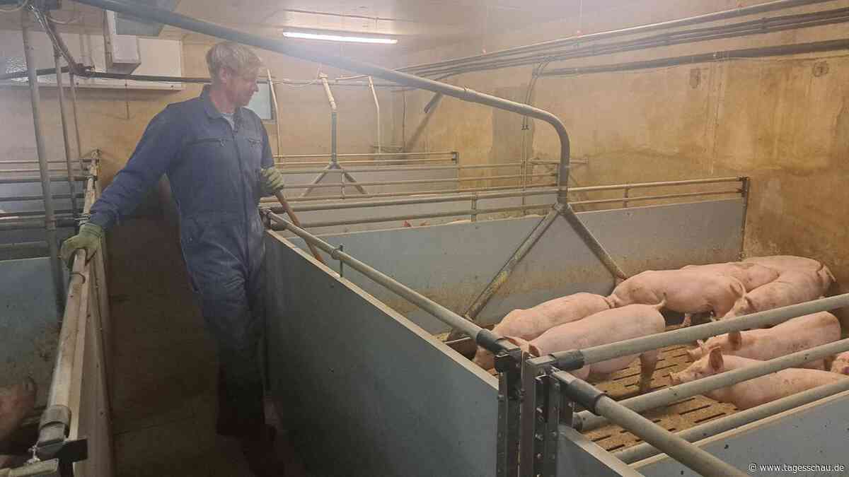 Trotz Grillsaison: schlechte Stimmung bei den Schweinehaltern