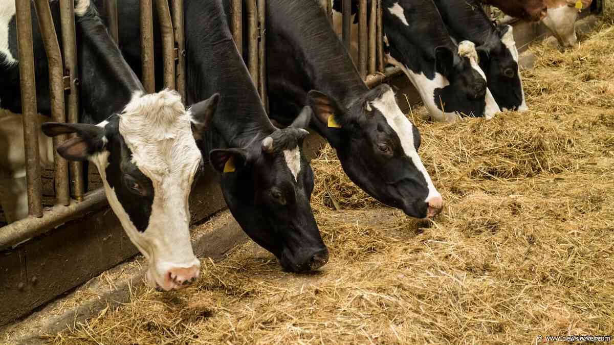 Als je boerderij 7 meter te dicht bij de natuur ligt: 'Zie nog steeds toekomst'