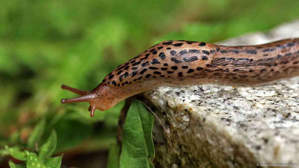 21p kitchen concoction that slugs absolutely hate