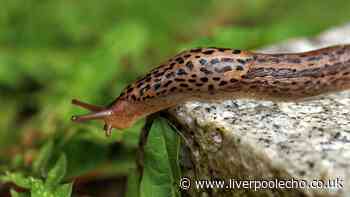 21p kitchen concoction that slugs absolutely hate