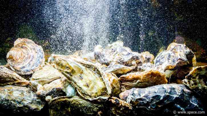Could future astronauts use oysters as water filters? Here's why one company thinks so