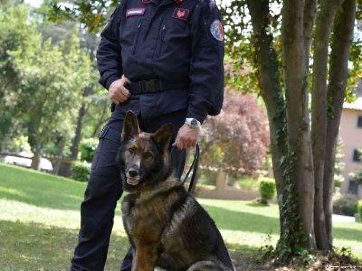 "Più fondi per i poliziotti che adottano i cani antidroga in pensione"