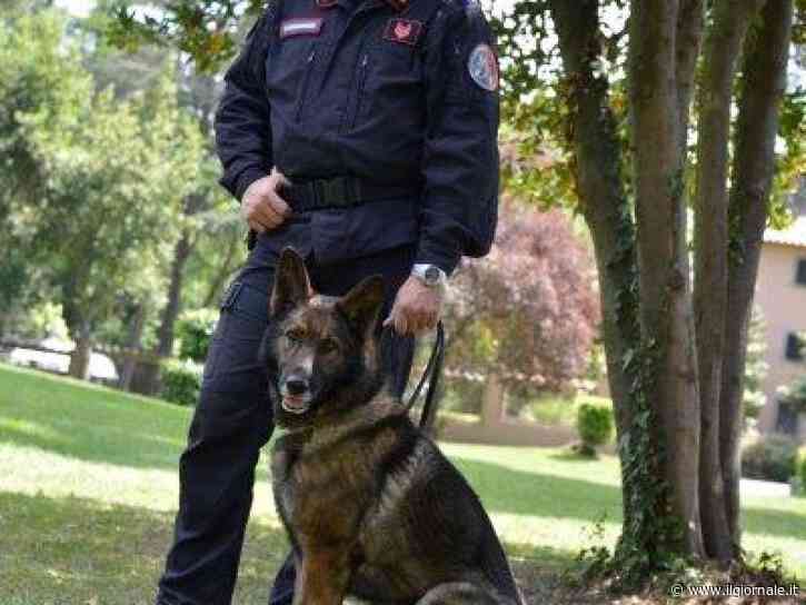 "Più fondi per i poliziotti che adottano i cani antidroga in pensione"