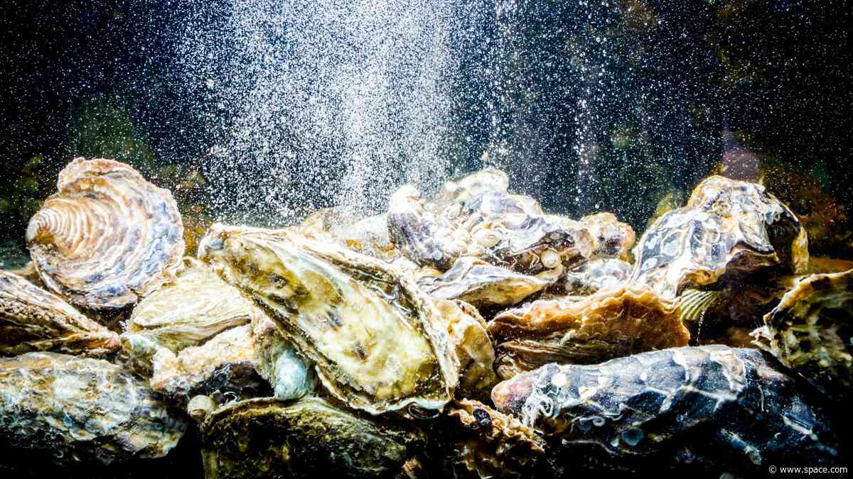 Could future astronauts use oysters as water filters? Here's why one company thinks so