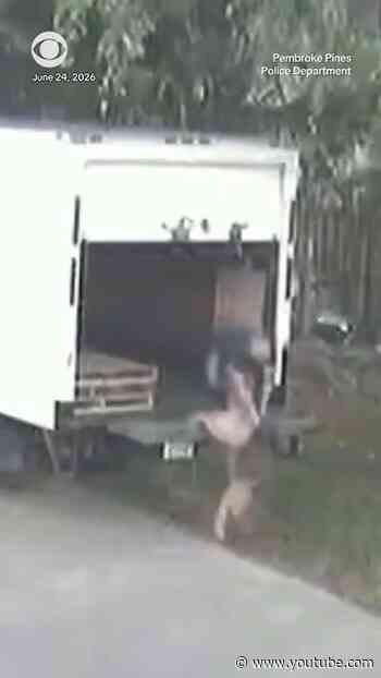 Man in custody for throwing elderly German shepherd off truck and abandoning it #shorts