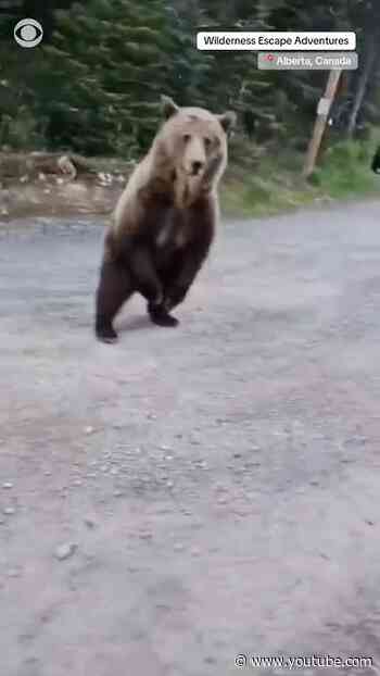 Woman and dog escape encounter with grizzly bear on a hike in Alberta, Canada #shorts