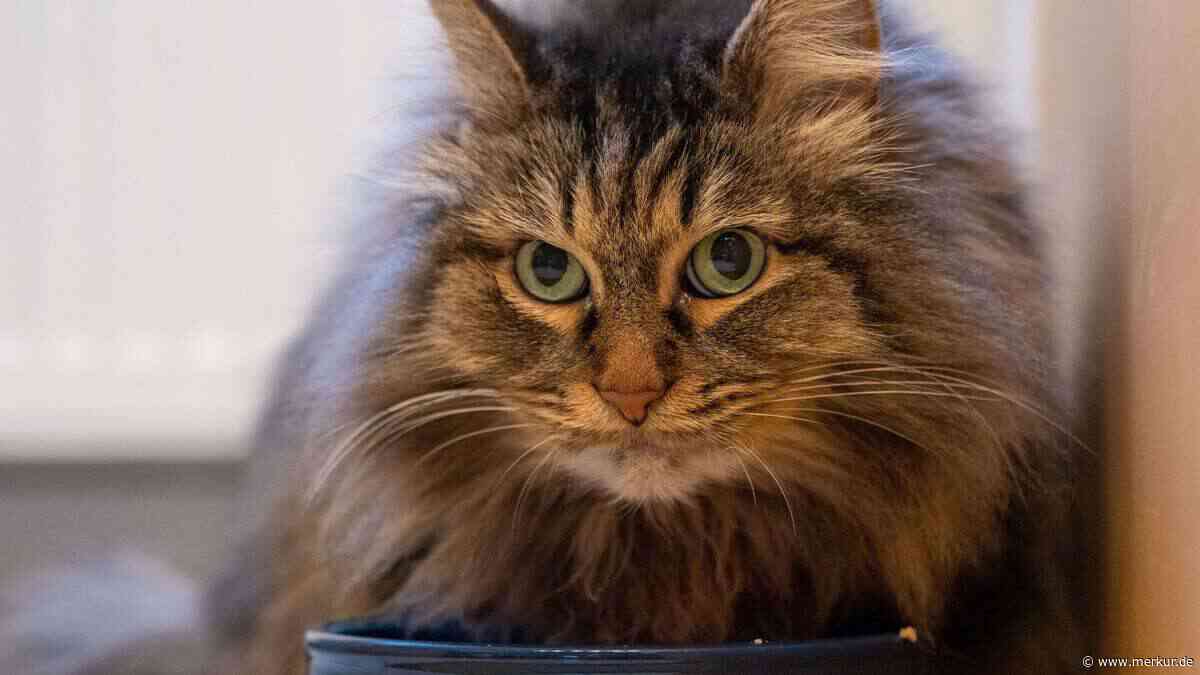 Katze frisst nicht? Nach 24 Stunden kann es gefährlich werden – Expertin warnt